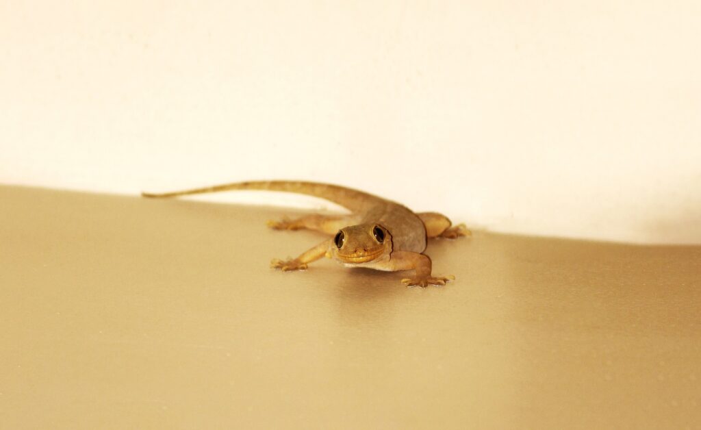 Appreciating The Charm Of House Lizards: Not Just Pests!