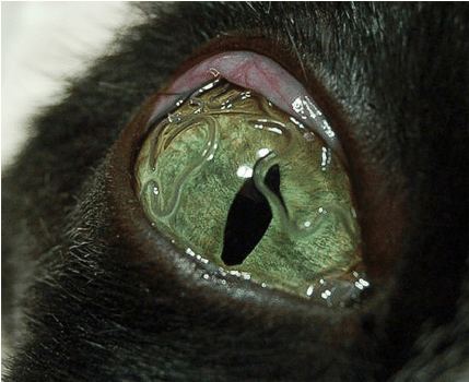 Worms In Cat Eyes: Causes, Symptoms And Treatment