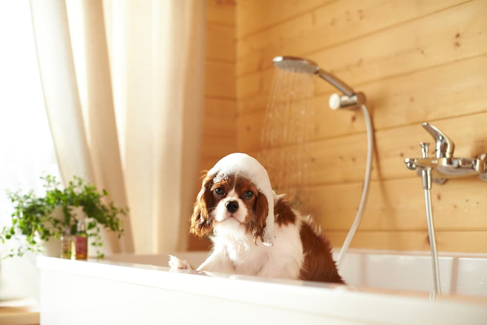 Choosing The Best Bathtub Attachment For Your Dog's Bath Time