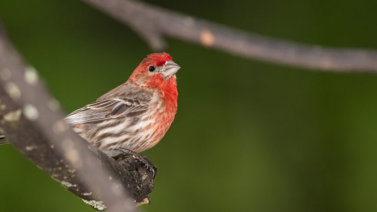 Identifying The Red Chested Bird: A Birder’s Guide
