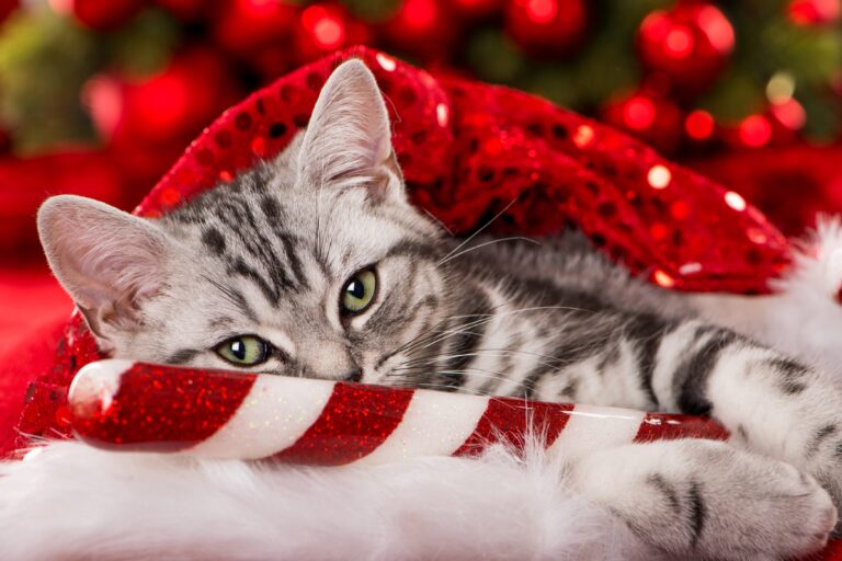 Celebration Cats: The Role Of Felines In Festive Cultures