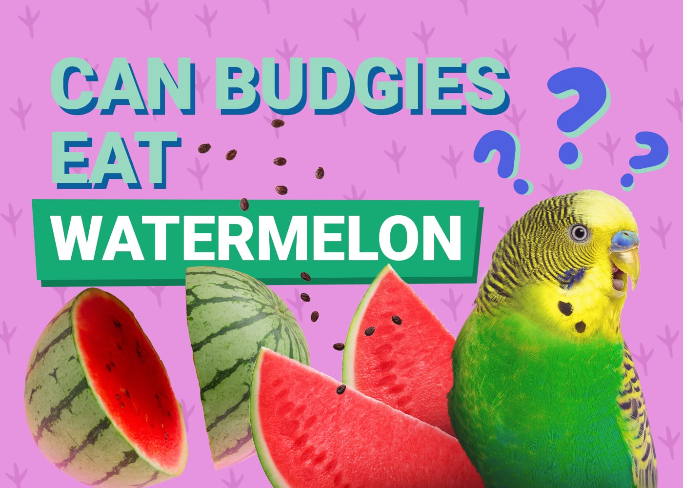 Can Budgies Eat Watermelon? A Guide to Budgie Diets