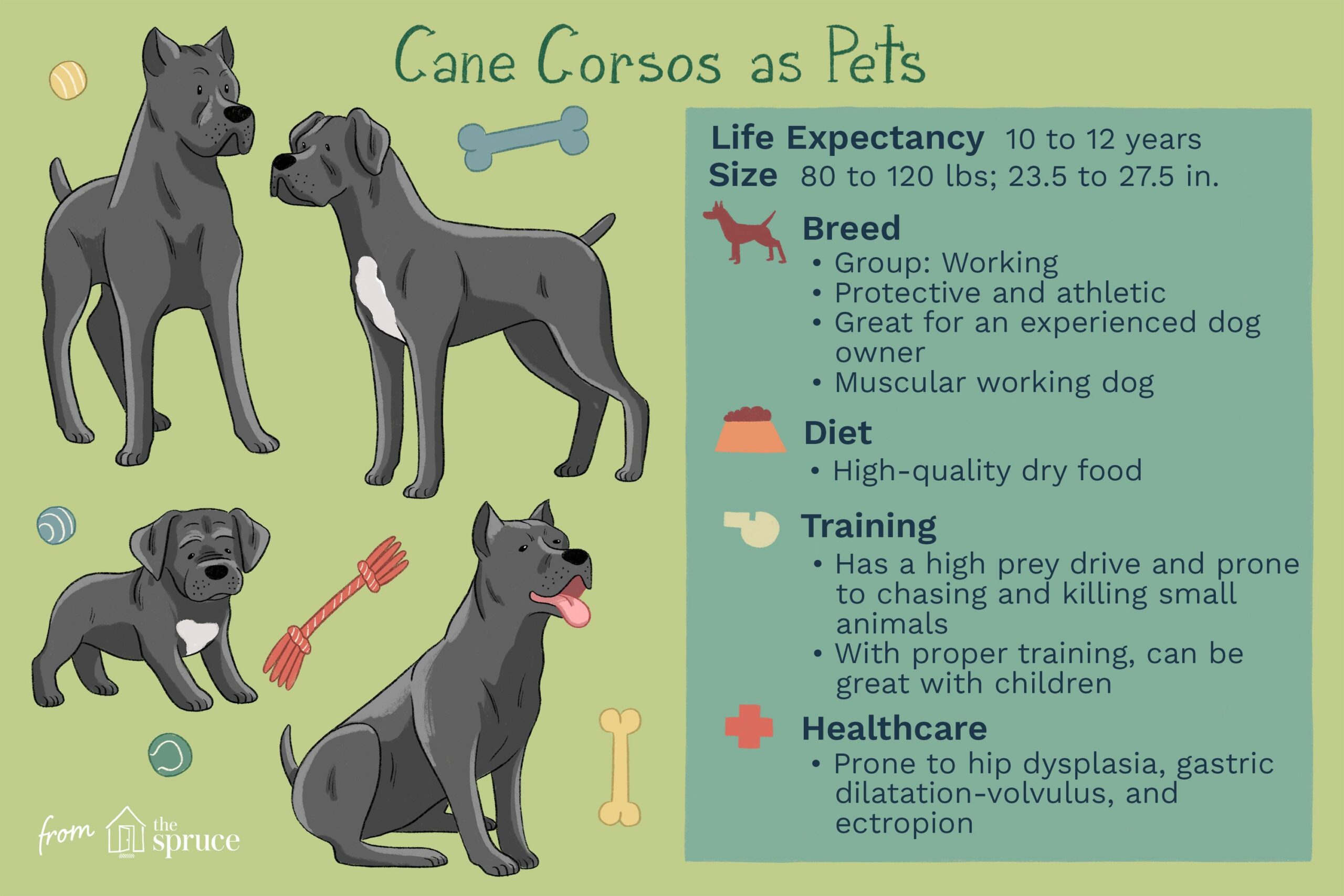 The Kane Korso: A Comprehensive Breed Overview