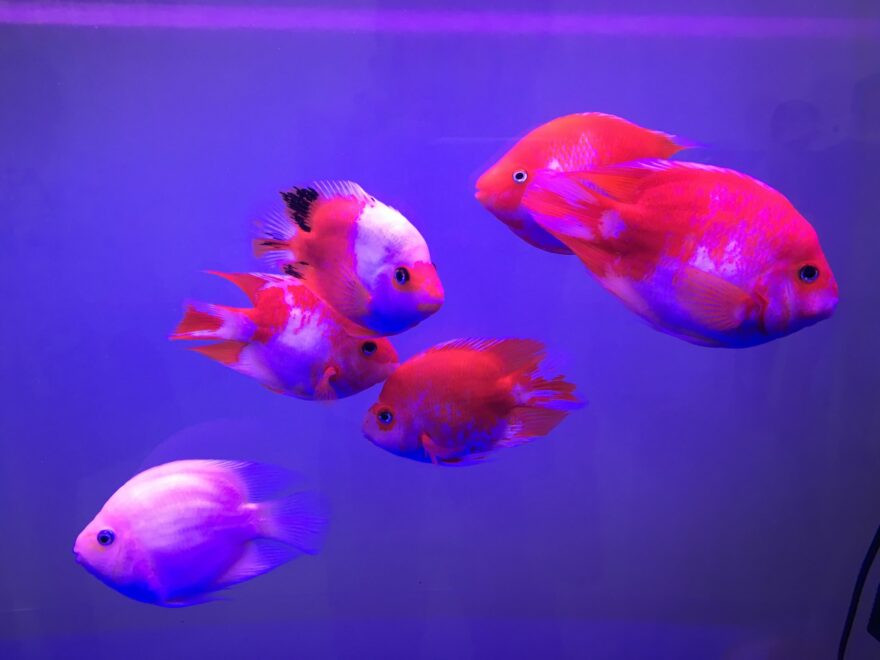 Keeping Purple Parrot Cichlids: Care, Breeding, And More