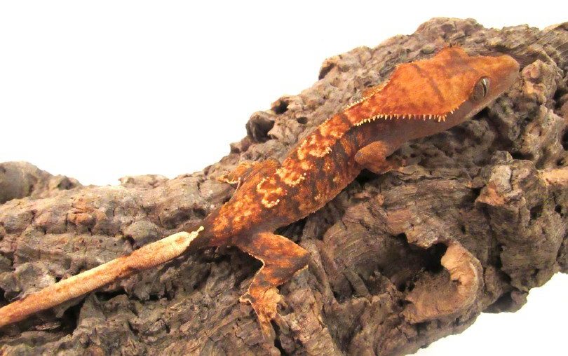 Flame Crested Gecko: Care Guide For This Color Morph