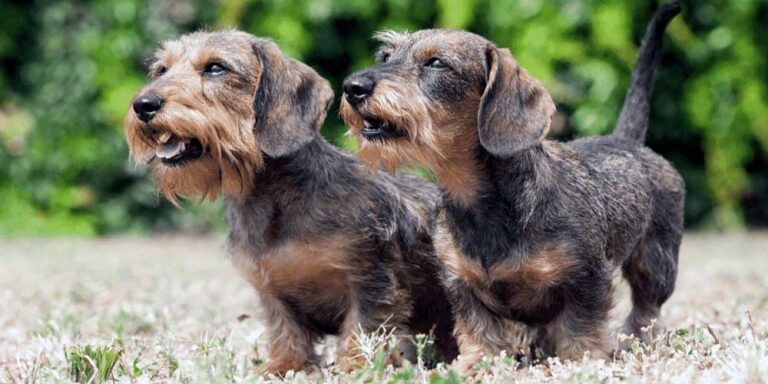 The Wire-Haired Dachshund/Terrier Mix: A Guide To This Unique Breed