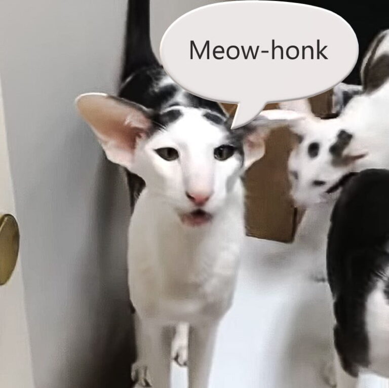 The Oriental Shorthair Meow: Understanding This Breed’s Unique Vocalizations