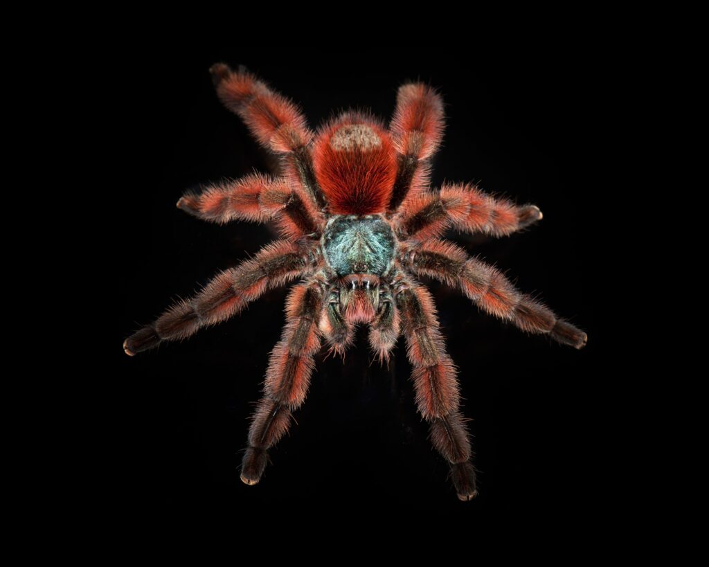 Capturing The Beauty Of Tarantulas: A Collection Of Stunning Images