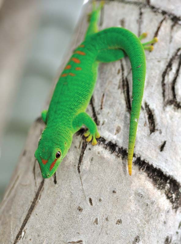 Show Me A Picture Of A Gecko: An Introduction To Different Gecko Species