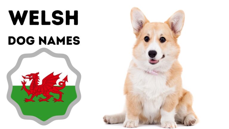 Welsh Names For Dogs: Traditional And Unique Ideas