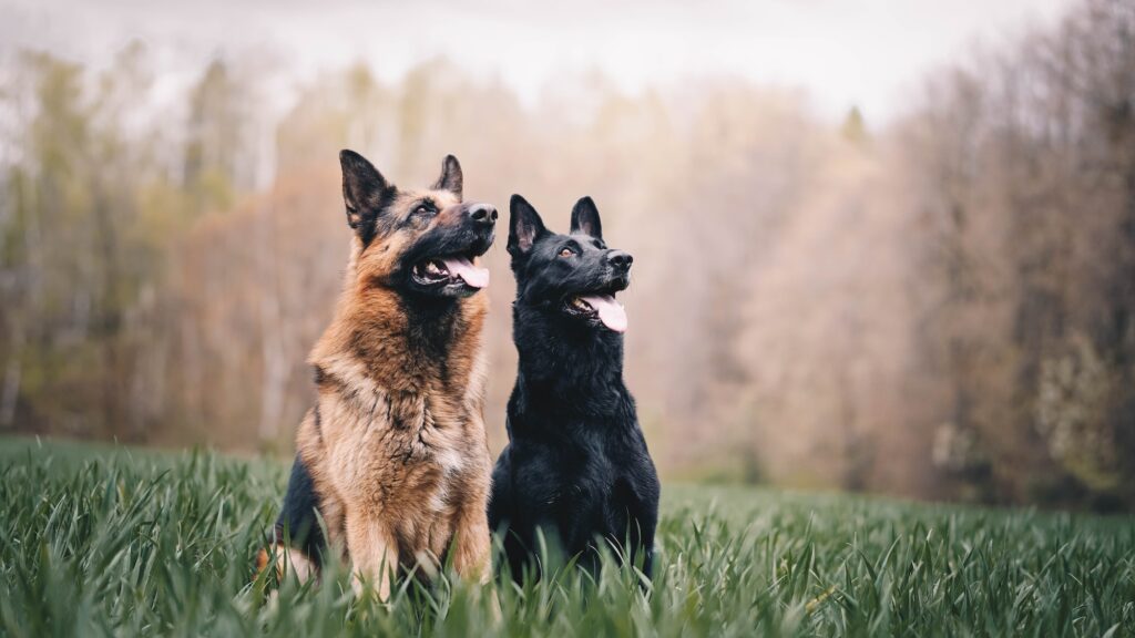 The Black And Tan German Shepherd: A Comprehensive Breed Guide