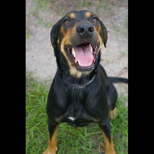The Coonhound Doberman Mix: A Comprehensive Breed Guide