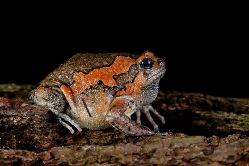 Chubby Frog Care: How to Maintain a Happy and Healthy Frog