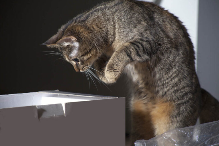 Why Do Cats Jump In Boxes? Unraveling Feline Behaviors