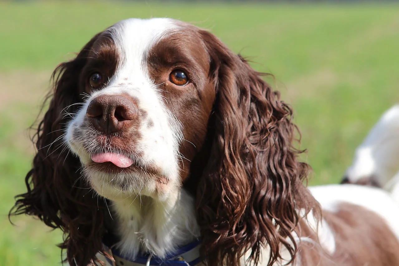 Managing Springer Spaniel Shedding: A Guide For Owners